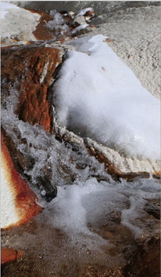 存活于弱堿性高礦物質(zhì)的水體中蘇約克蘇打水_1