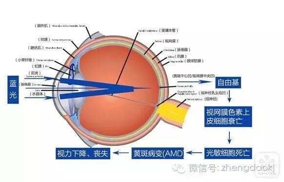 短波蓝光=永久性的伤害！（图）_3