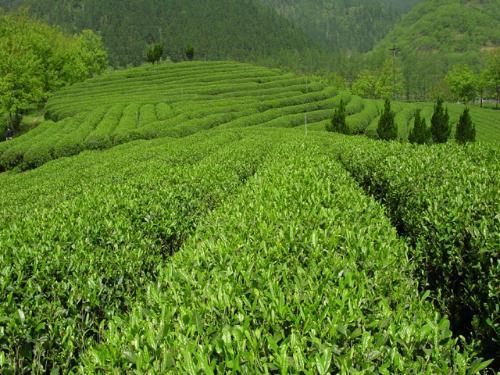 七町绿茶-来自深山的好茶。（图）_1