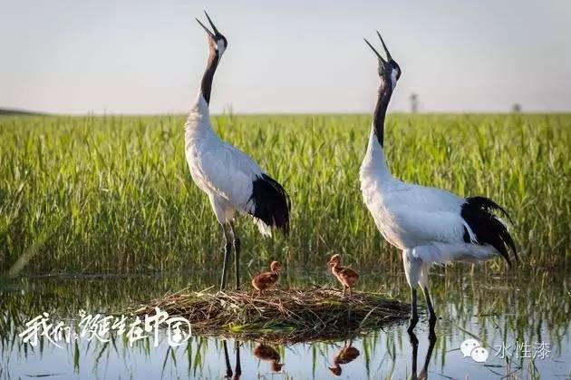 無窮花水漆倡導(dǎo)保護生態(tài)環(huán)境，熱愛自然（圖）_4