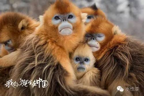 無窮花水漆倡導(dǎo)保護生態(tài)環(huán)境，熱愛自然（圖）_6