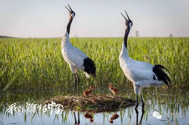 無窮花水漆倡導(dǎo)保護生態(tài)環(huán)境，熱愛自然（圖）_7