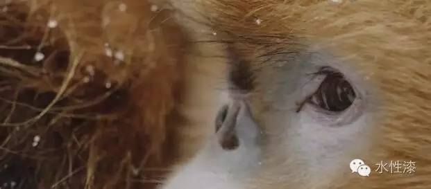 無窮花水漆倡導(dǎo)保護生態(tài)環(huán)境，熱愛自然（圖）_8