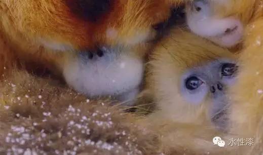 無窮花水漆倡導(dǎo)保護生態(tài)環(huán)境，熱愛自然（圖）_9