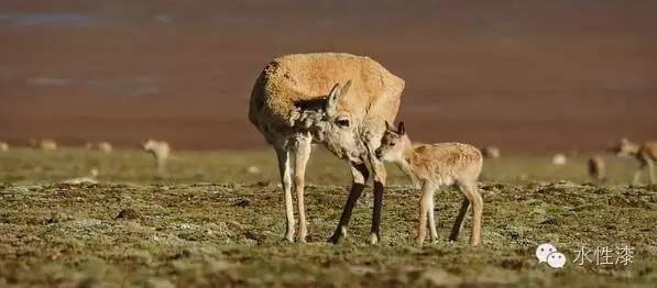 無窮花水漆倡導(dǎo)保護生態(tài)環(huán)境，熱愛自然（圖）_10