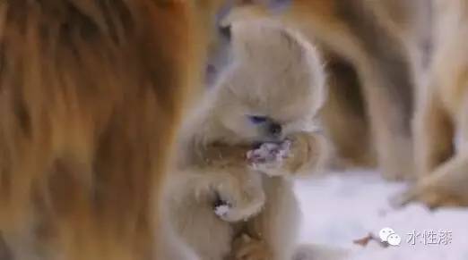 無窮花水漆倡導(dǎo)保護生態(tài)環(huán)境，熱愛自然（圖）_11