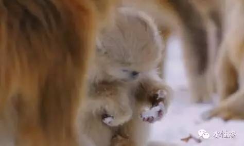 無窮花水漆倡導(dǎo)保護生態(tài)環(huán)境，熱愛自然（圖）_12