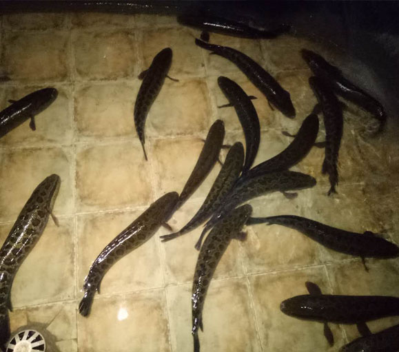 開(kāi)斑魚(yú)火鍋加盟店應(yīng)該注意什么？（圖）_1