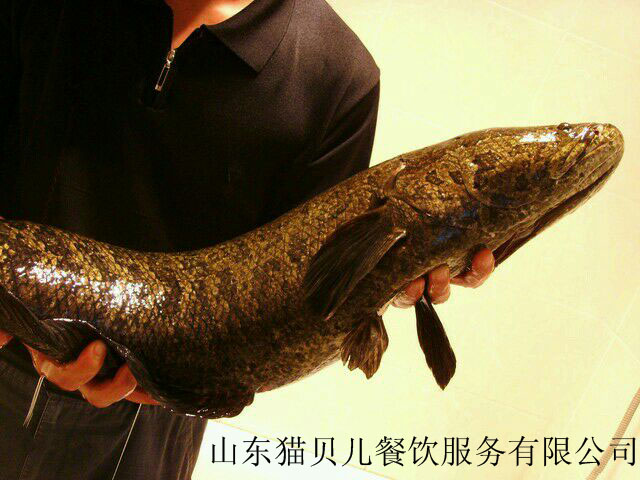 為什么吃貓貝兒斑魚火鍋的人越來越多（圖）_1