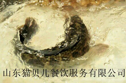 為什么吃貓貝兒斑魚火鍋的人越來越多（圖）_3