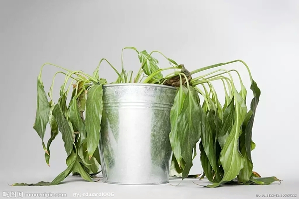 10多種除甲醛方式，其實都是誤導，你中招沒？（圖）_9