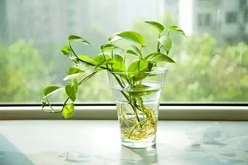 10多種除甲醛方式，其實都是誤導，你中招沒？（圖）_17