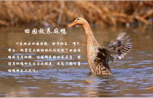 手撕醬板鴨的做法，學(xué)醬板鴨的地方（圖）_1