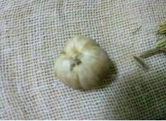 正宗常德醬板鴨技術(shù)配方，醬板鴨技術(shù)配方（圖）_6