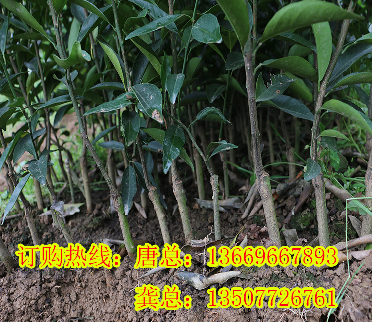 荔浦哪里有w默科特苗買(mǎi)_1