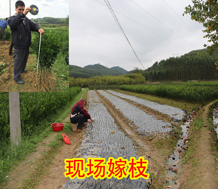 桂林哪里有茂谷柑苗出售_1