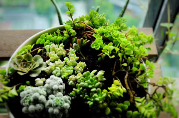 墨飾居創(chuàng)意花店為您構(gòu)建小花房（圖）_2