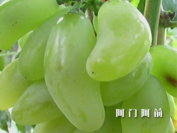 阿門阿前：讓消費(fèi)者放心的水果_2