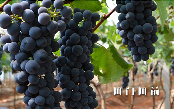 阿門阿前：讓消費(fèi)者放心的水果_3