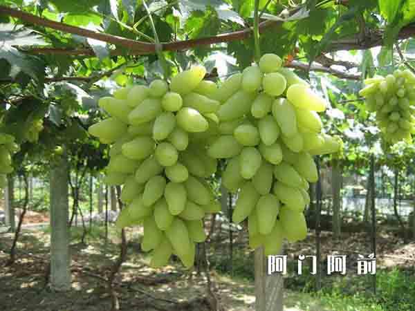 河南一棵樹：為什么要自建生產(chǎn)基地（圖）_2