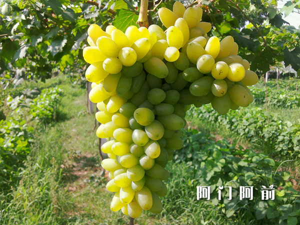 河南一棵樹：以一棵樹的姿態(tài)傳遞愛（圖）_1