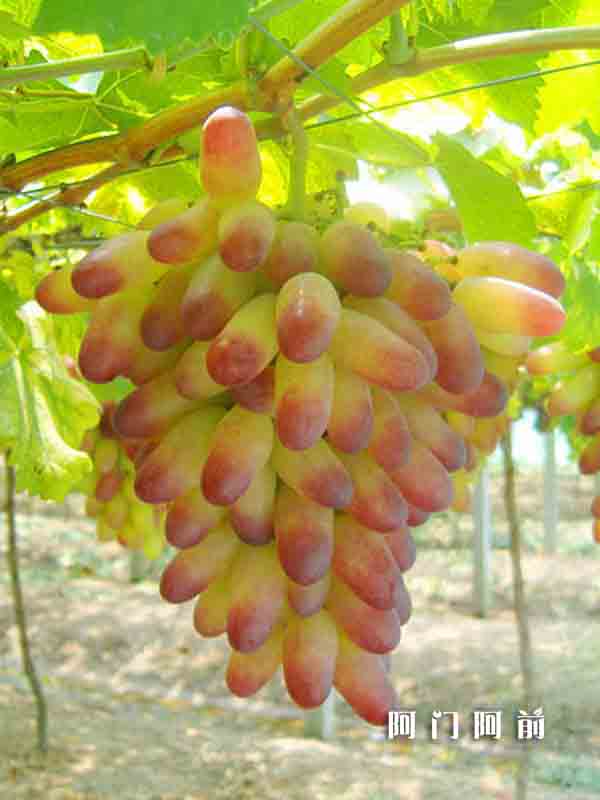 河南一棵樹：以一棵樹的姿態(tài)傳遞愛（圖）_2