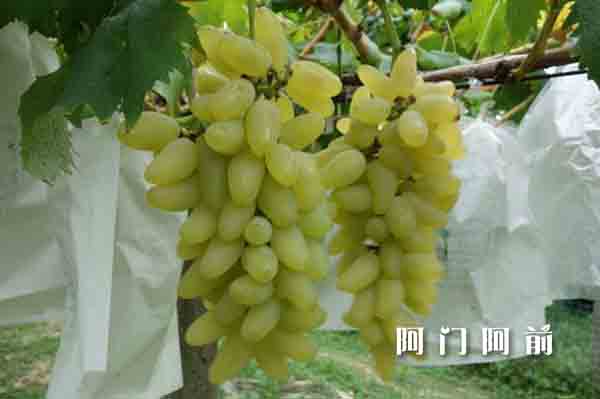 不做水果搬運工！看河南一棵樹怎么賣水果（圖）_3