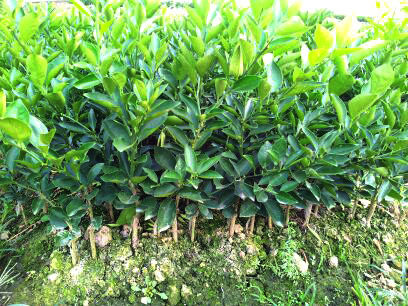 荔浦巴西蜜桔苗價格多少錢_4