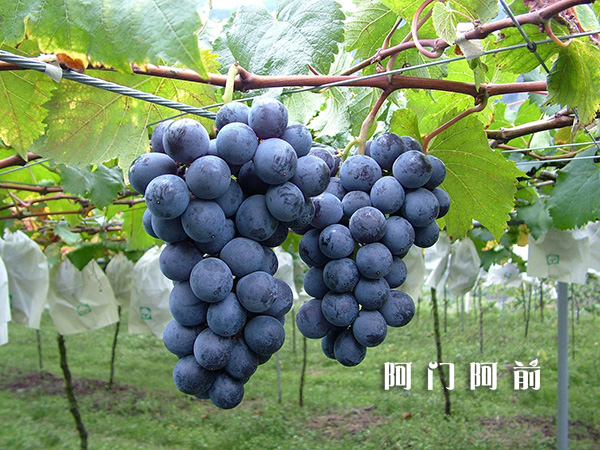 “阿門(mén)阿前”：葡萄真的不能與牛奶一起吃嗎？（圖）_1