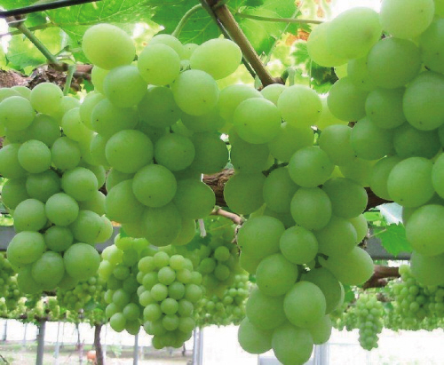 阿門阿前只做高端水果（圖）_1