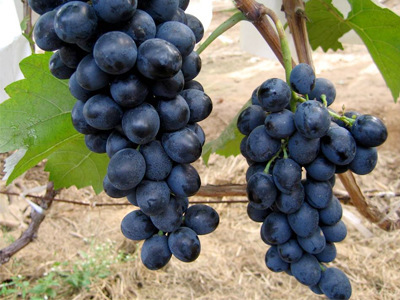 阿門阿前只做高端水果（圖）_2