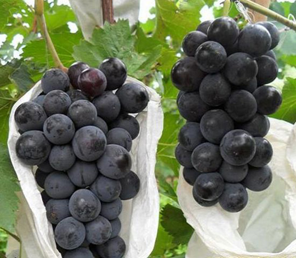 阿門阿前:葡萄與鈣的那些事兒（圖）_2