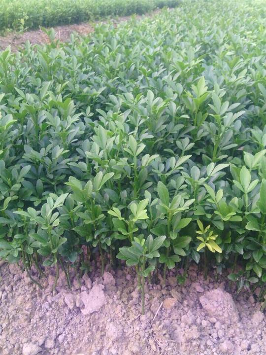 荔浦茂谷柑果苗價格【荔浦茂谷柑果苗價格一棵多少錢】荔浦果苗大量批發(fā)價格_1