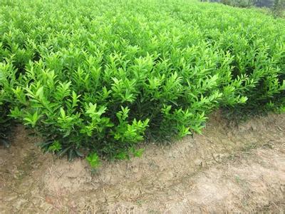 荔浦茂谷柑果苗價格【荔浦茂谷柑果苗價格一棵多少錢】荔浦果苗大量批發(fā)價格_2