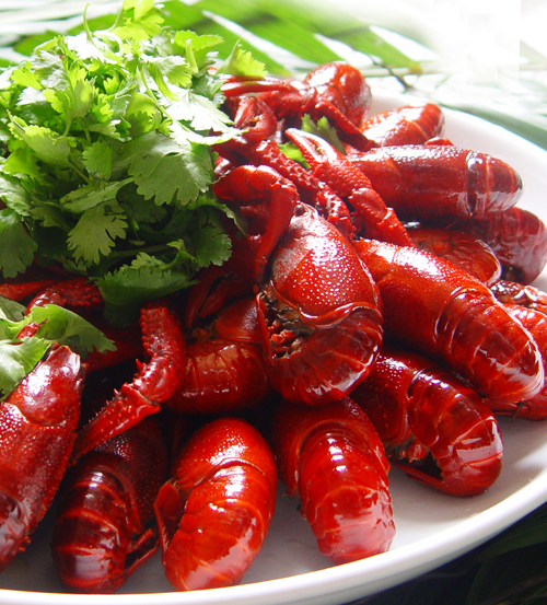 麻辣小龍蝦去哪里學（圖）_1