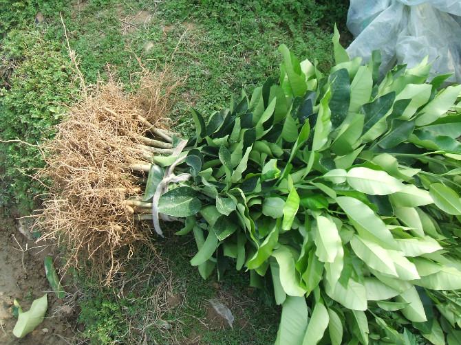 好的東方紅橘苗價(jià)格要多少_1