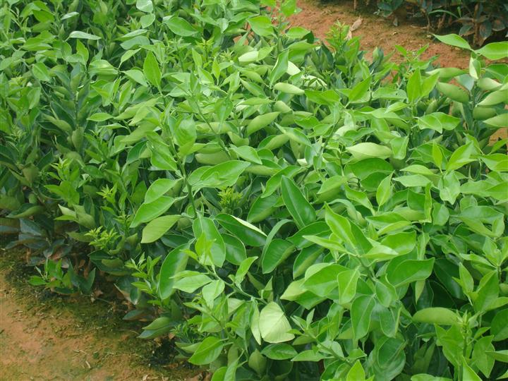好的東方紅橘苗價(jià)格要多少_4