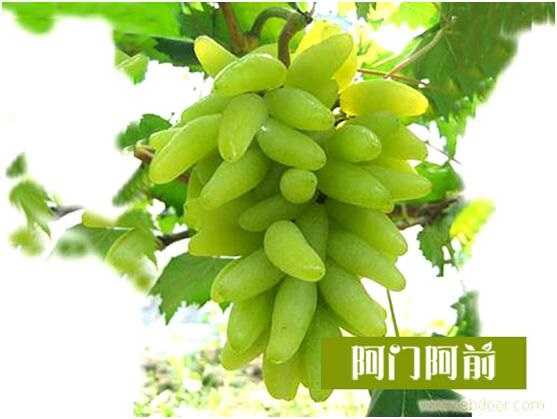 什么葡萄好吃(圖)_2