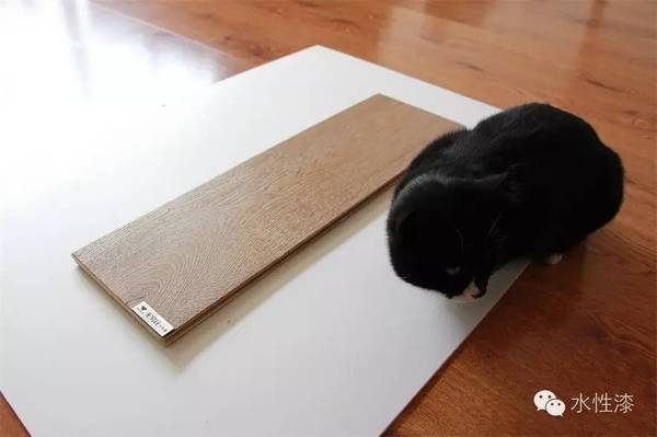 水漆與貓的故事（圖）_1