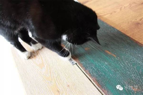 水漆與貓的故事（圖）_6