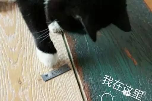 水漆與貓的故事（圖）_8