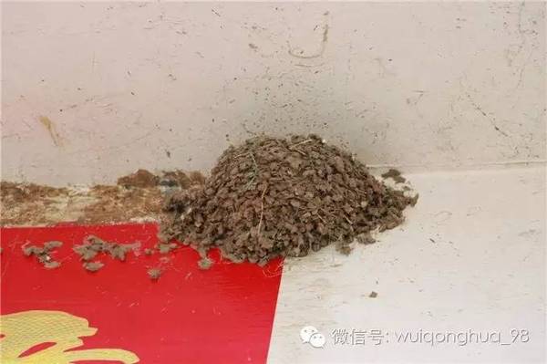 水漆與貓的故事（圖）_11