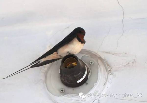 水漆與貓的故事（圖）_12