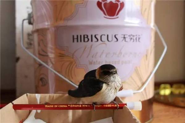 水漆與貓的故事（圖）_13