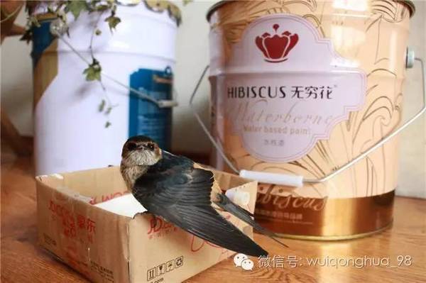 水漆與貓的故事（圖）_14