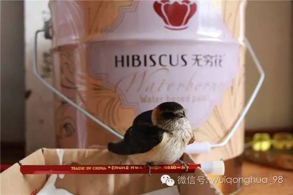 水漆與貓的故事（圖）_15