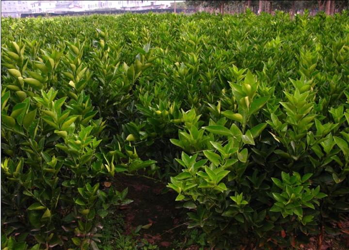 果樹苗批發(fā)哪里的好_3