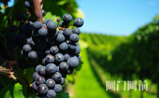 夏黑葡萄_2