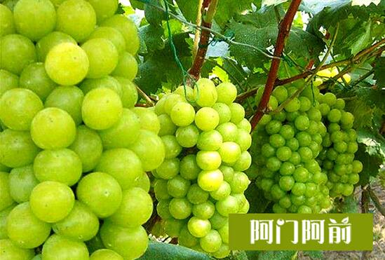 陽光玫瑰葡萄（圖）_2