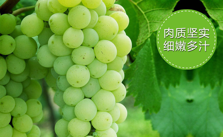 葡萄陽(yáng)光玫瑰_1